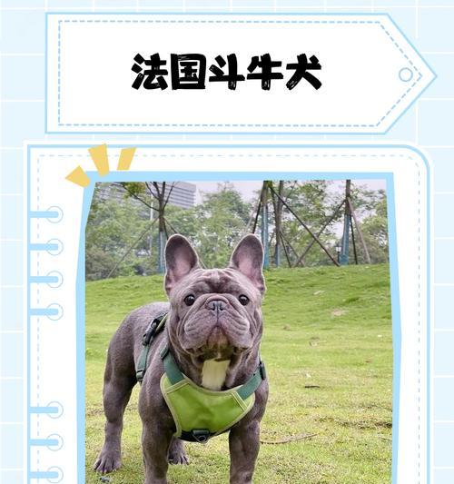揭露法国斗牛犬的缺点（探究宠物法国斗牛犬的不足与局限）-第2张图片-萌宠乐园