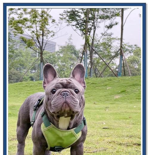 揭露法国斗牛犬的缺点（探究宠物法国斗牛犬的不足与局限）-第3张图片-萌宠乐园