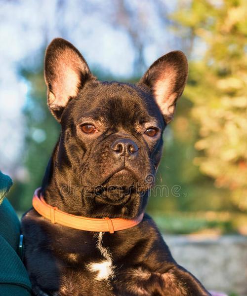 法国斗牛犬常见问题解析（解答宠物主人最关心的问题）-第1张图片-萌宠乐园