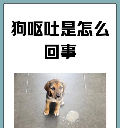 宠物狗呕吐后应该注意的事项（教你如何应对狗狗呕吐的情况，让宠物更健康）-第2张图片-萌宠乐园