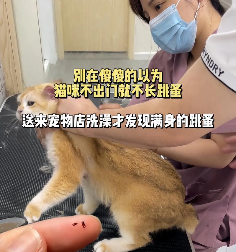 宠物跳蚤防治全攻略（如何让宠物远离跳蚤侵害）-第2张图片-萌宠乐园