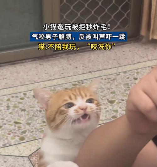 猫咪遭遇不干净东西惊吓（她不停抖动，我却无能为力）-第2张图片-萌宠乐园
