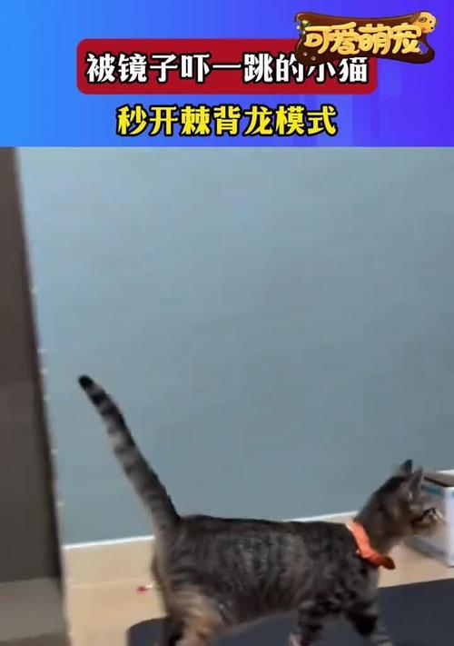 猫咪遭遇不干净东西惊吓（她不停抖动，我却无能为力）-第3张图片-萌宠乐园