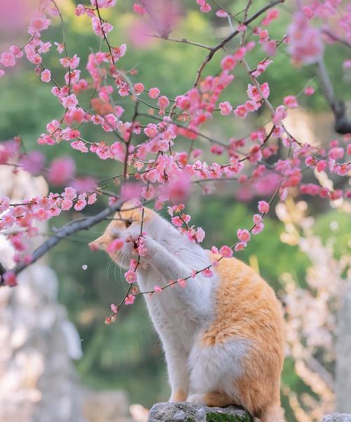 猫咪与百合花的相处之道（小心猫爪！百合花的敌人是谁？）-第3张图片-萌宠乐园