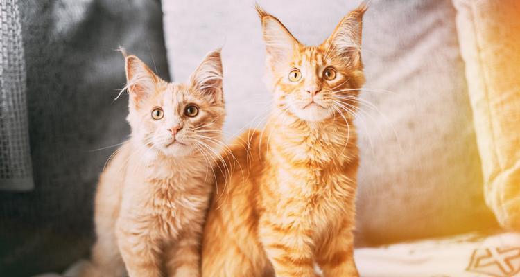 猫为什么越打越想打？（探索猫咪攻击行为背后的原因）-第2张图片-萌宠乐园
