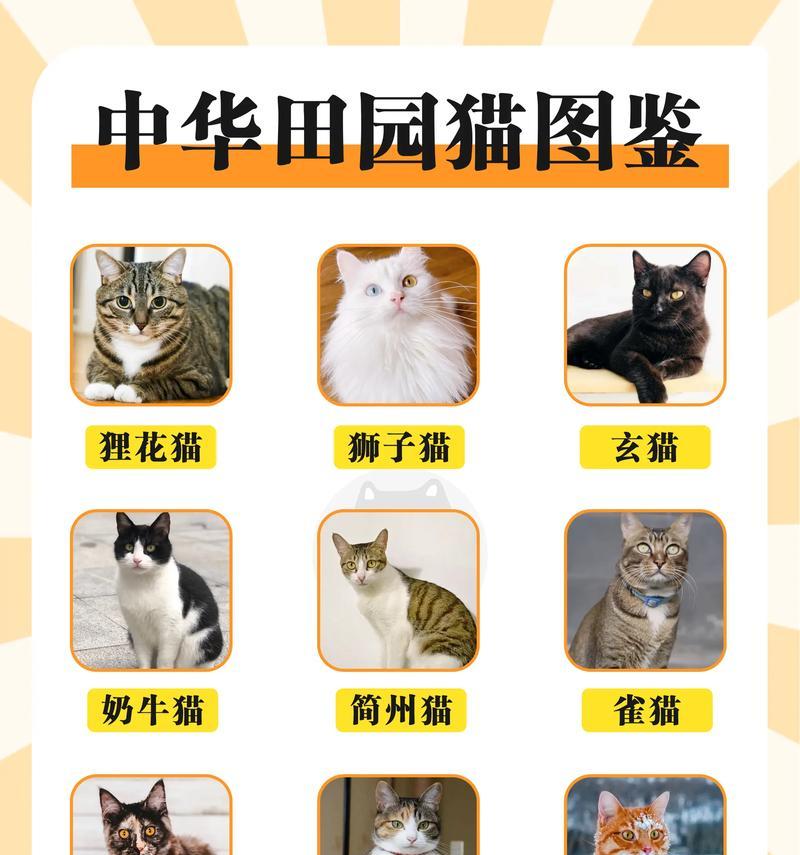 猫为什么越打越想打？（探索猫咪攻击行为背后的原因）-第3张图片-萌宠乐园