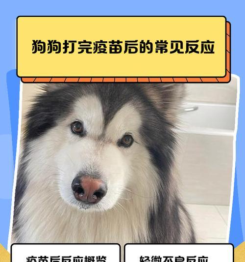 小狗不愿起床怎么办？（解决小狗懒床问题的实用方法）-第3张图片-萌宠乐园